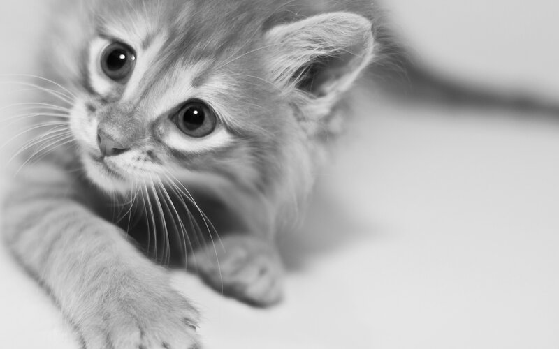 Fluffy Kitten Lying Down — Black, Calm