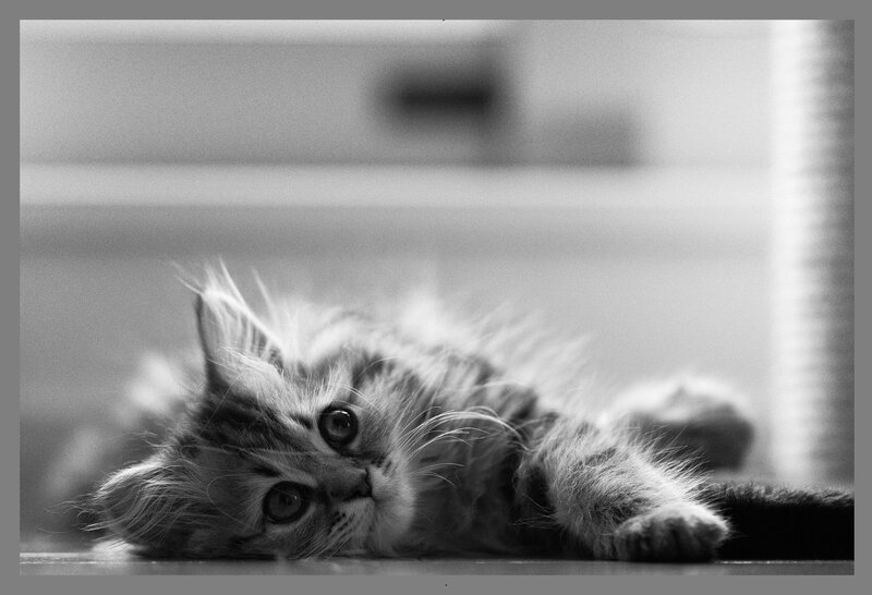 Fluffy Kitten Lying Down — Black