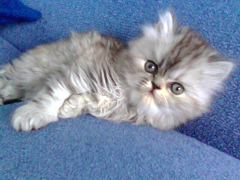 Fluffy Kitten Lying Down — Blue