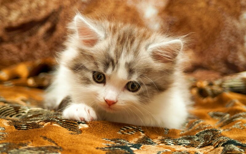 Fluffy Kitten Lying Down — Brown, Calm, Photograph, Blanket