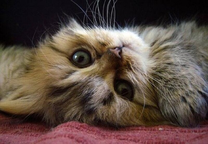 Fluffy Kitten Lying Down — Brown, Calm, Photograph