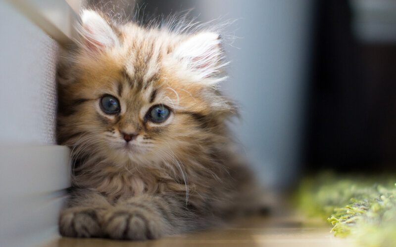 Fluffy Kitten Lying Down — Brown, Calm, Photograph, Wall
