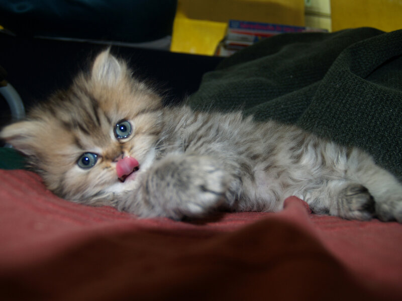 Fluffy Kitten Lying Down — Brown, Calm