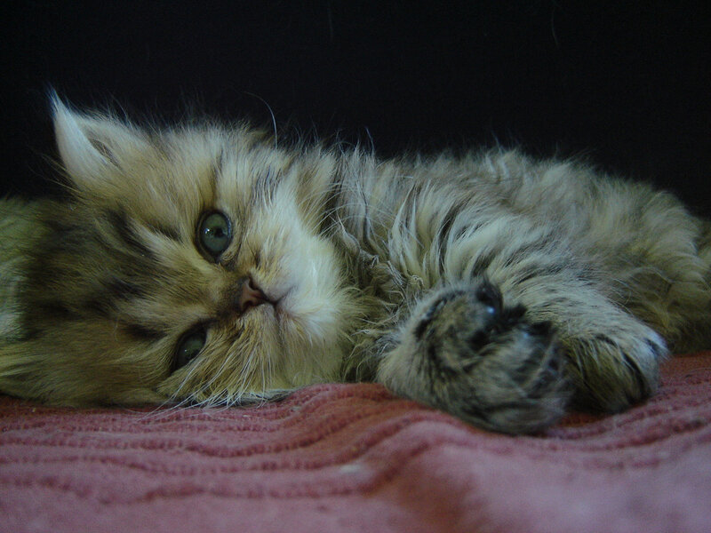 Fluffy Kitten Lying Down — Brown