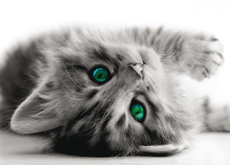 Fluffy Kitten Lying Down — Gray, Calm, Photograph, Eyes