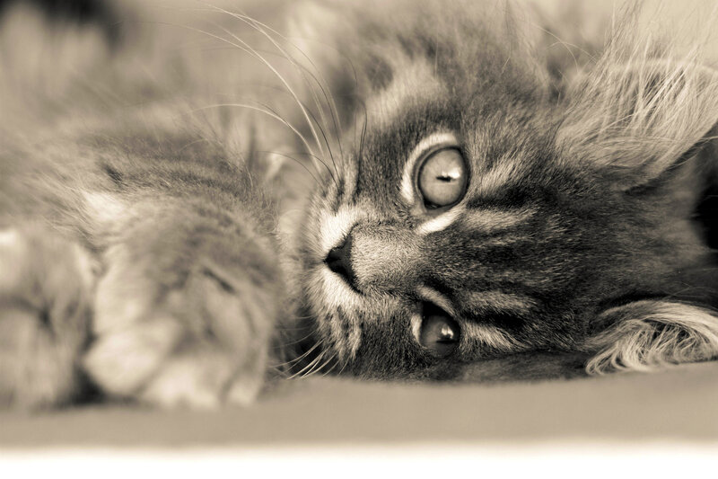 Fluffy Kitten Lying Down — Gray, Calm, Photograph