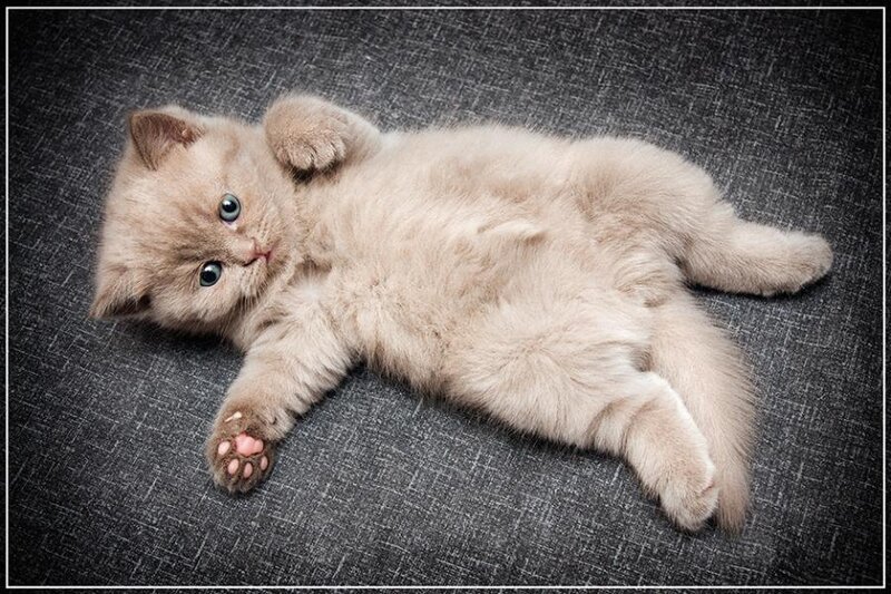 Fluffy Kitten Lying Down — Gray, Calm