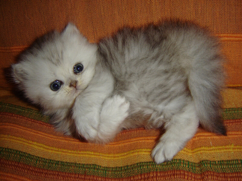 Fluffy Kitten Lying Down — Orange, Calm