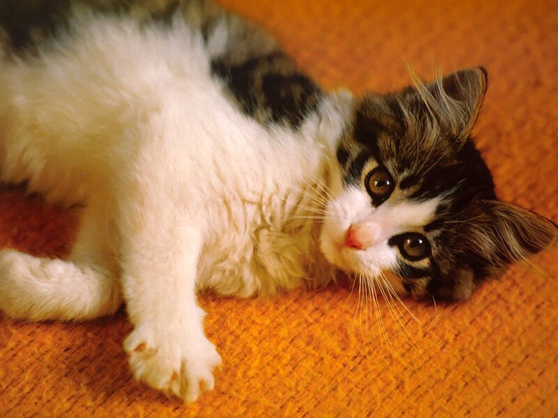 Fluffy Kitten Lying Down — Orange