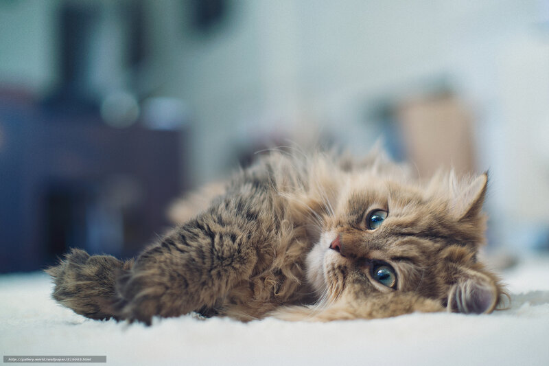 fluffy kitten lying down