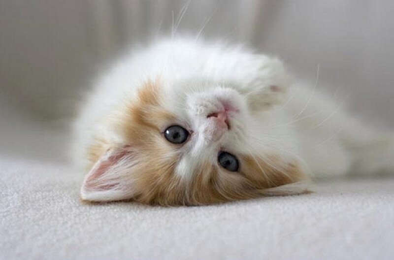 Fluffy Kitten Lying Down — White, Calm, Photograph, Cat, Floor