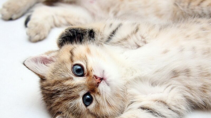 Fluffy Kitten Lying Down — White, Calm, Photograph, Cat