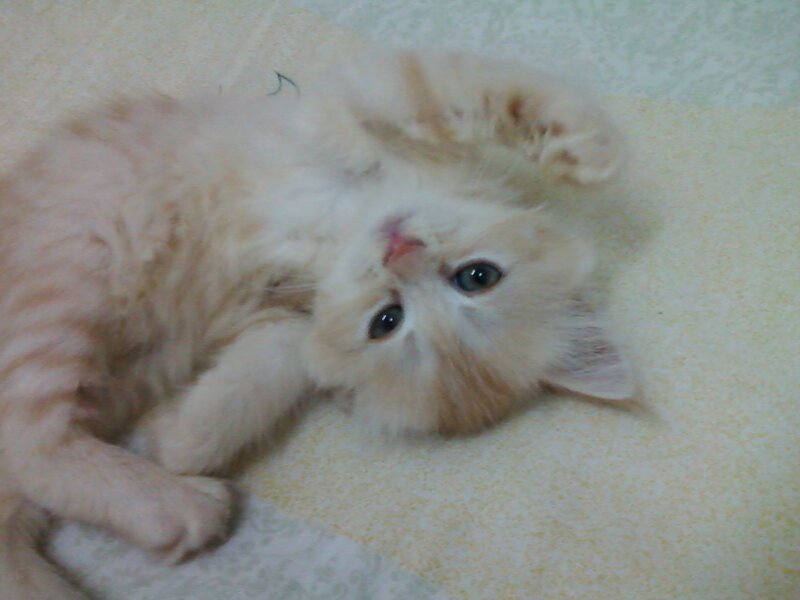 Fluffy Kitten Lying Down — White, Calm, Photograph, Floor