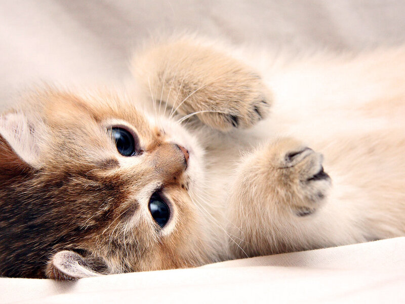 Fluffy Kitten Lying Down — White, Calm, Photograph, Paws