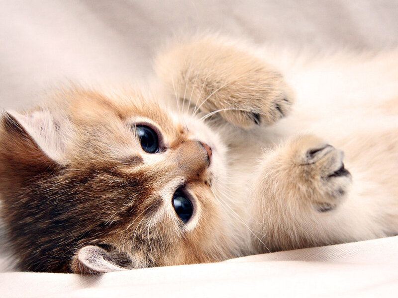 Fluffy Kitten Lying Down — White, Calm, Photograph