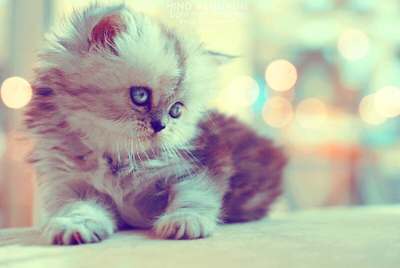 Fluffy Kitten Lying Down — White, Calm, Photograph, Whiskers