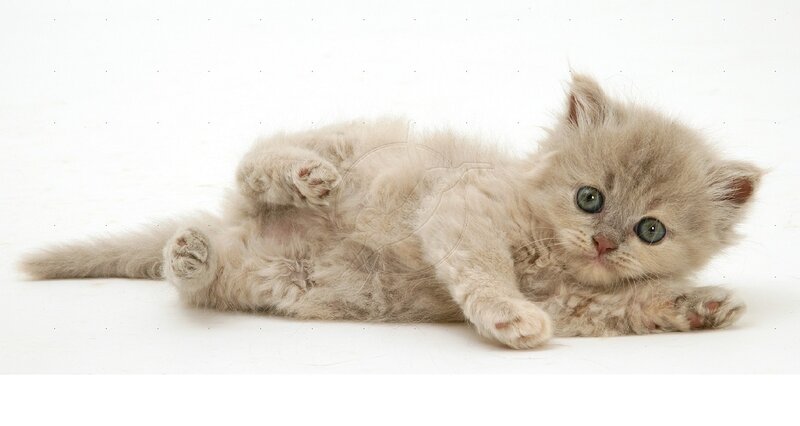 Fluffy Kitten Lying Down — White, Calm, Photograph, White Background