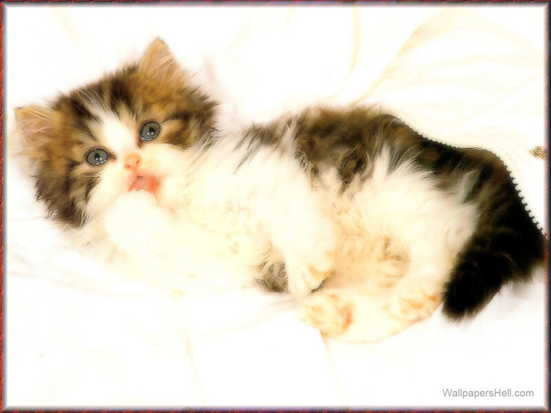 Fluffy Kitten Lying Down — White, Calm