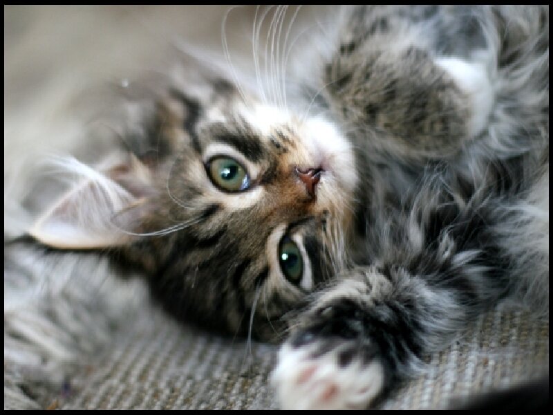 fluffy kitten lying on back