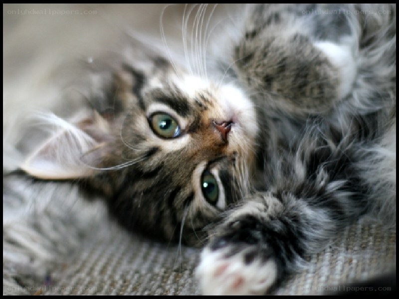fluffy kitten lying on back
