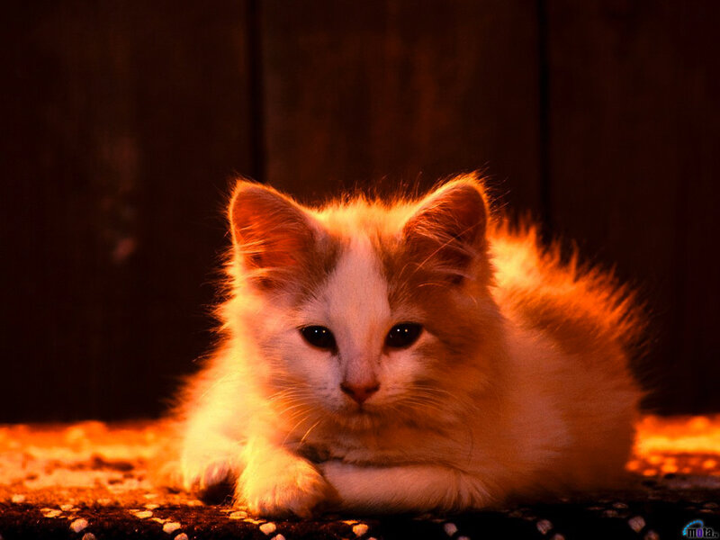 Fluffy Kitten Lying — Orange, Dramatic