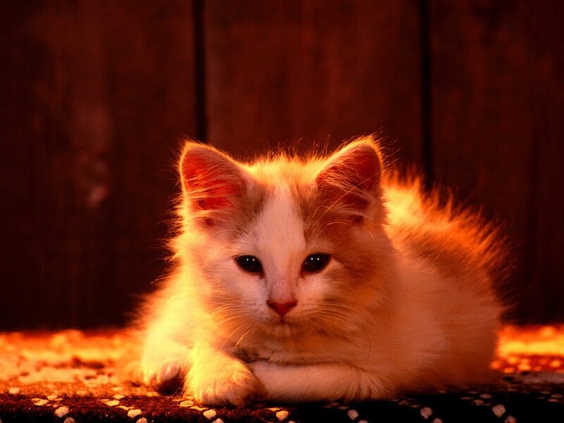 Fluffy Kitten Lying — Orange