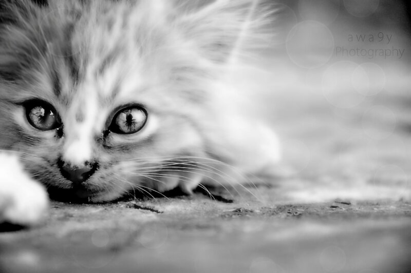 Fluffy Kitten Lying