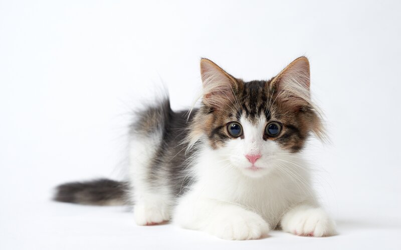 Fluffy Kitten Lying — White, Calm, Photograph