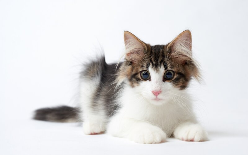Fluffy Kitten Lying — White, Calm