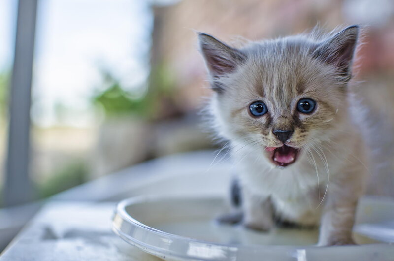 Fluffy Kitten Meowing