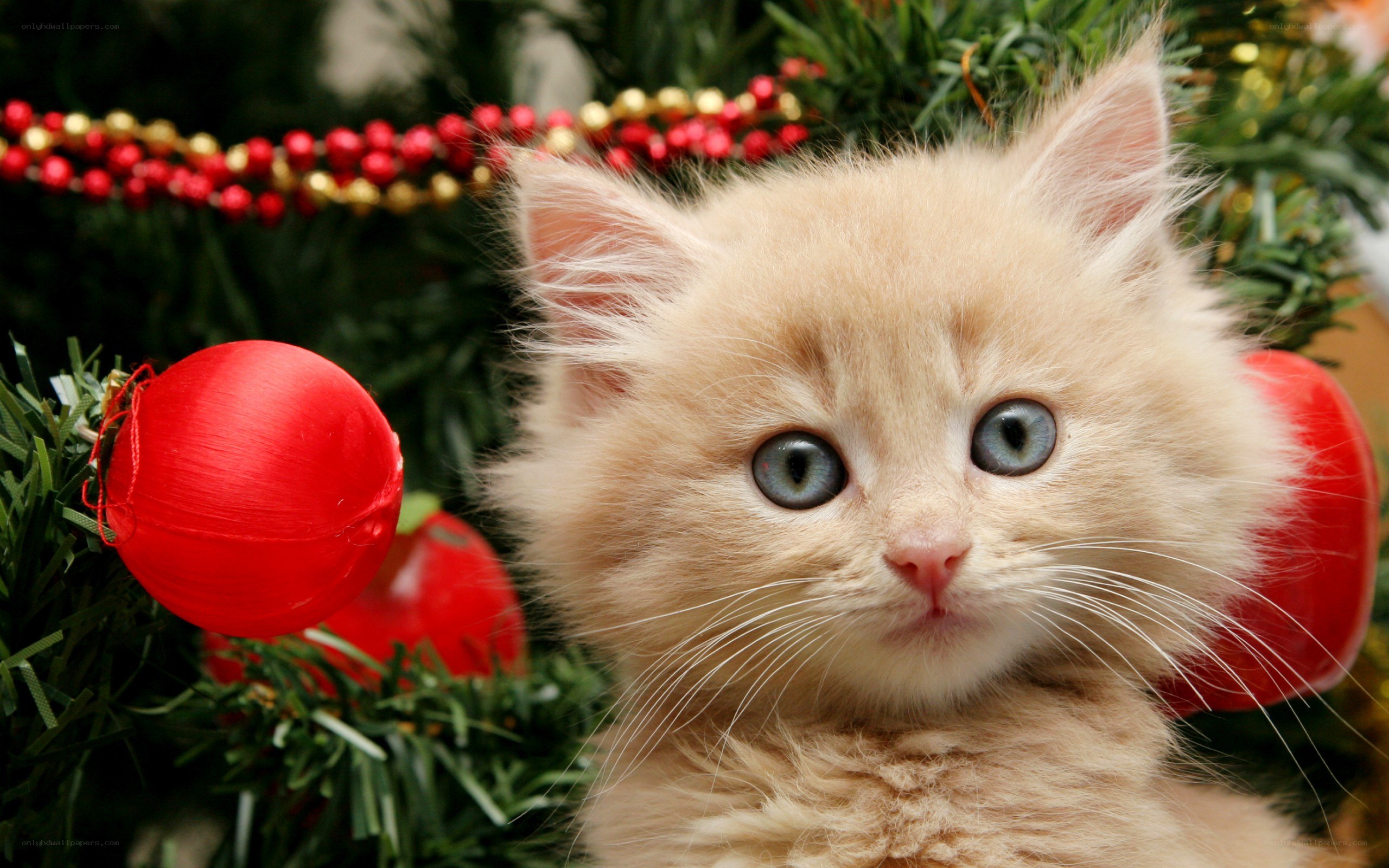 fluffy kitten near Christmas tree