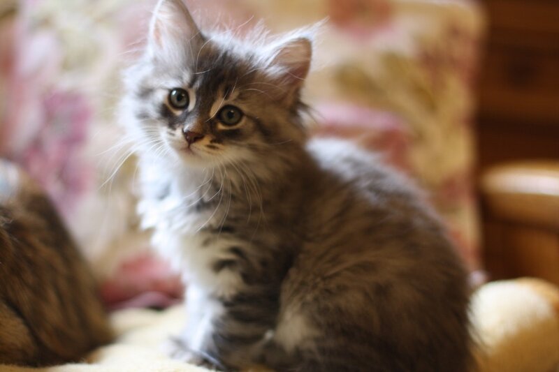 fluffy kitten on a blanket