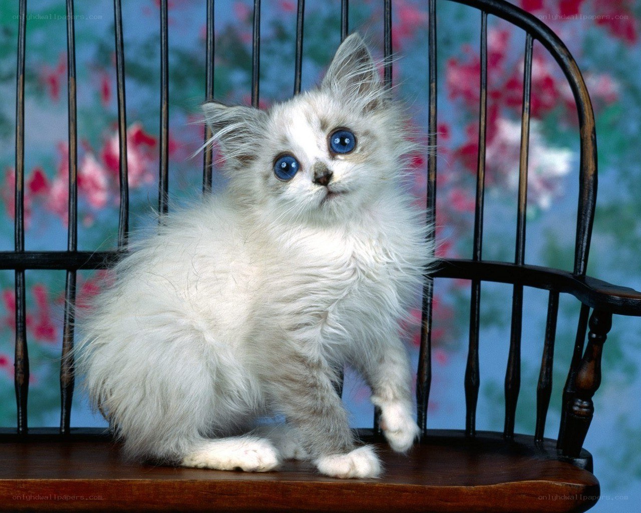 fluffy kitten on a chair