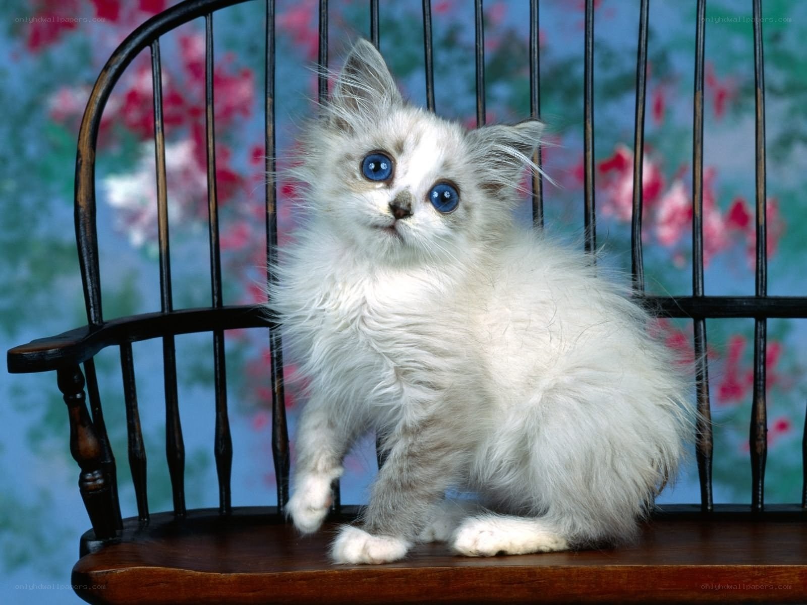 fluffy kitten on a chair
