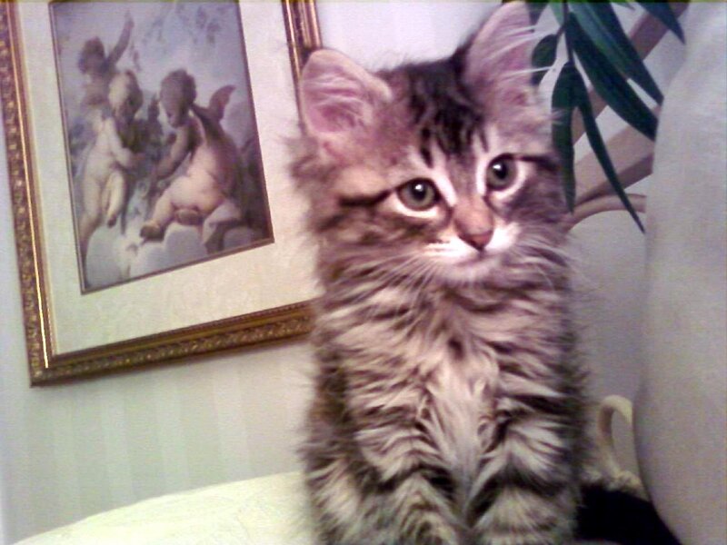 fluffy kitten on a couch