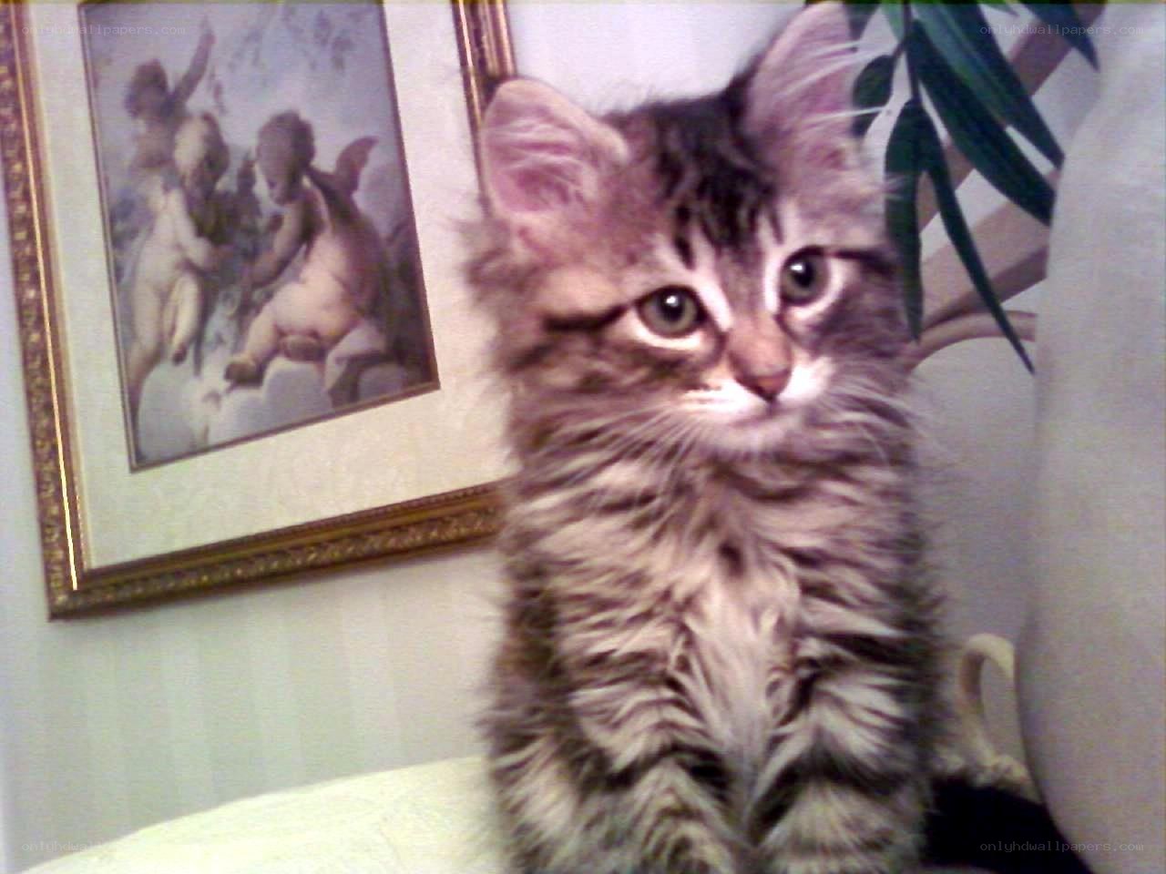 fluffy kitten on a couch