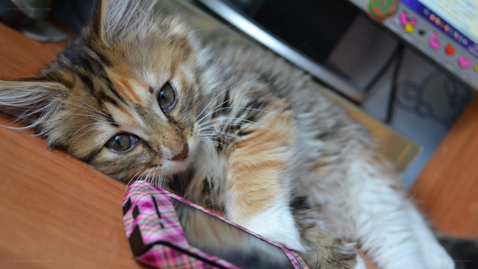 fluffy kitten on a desk