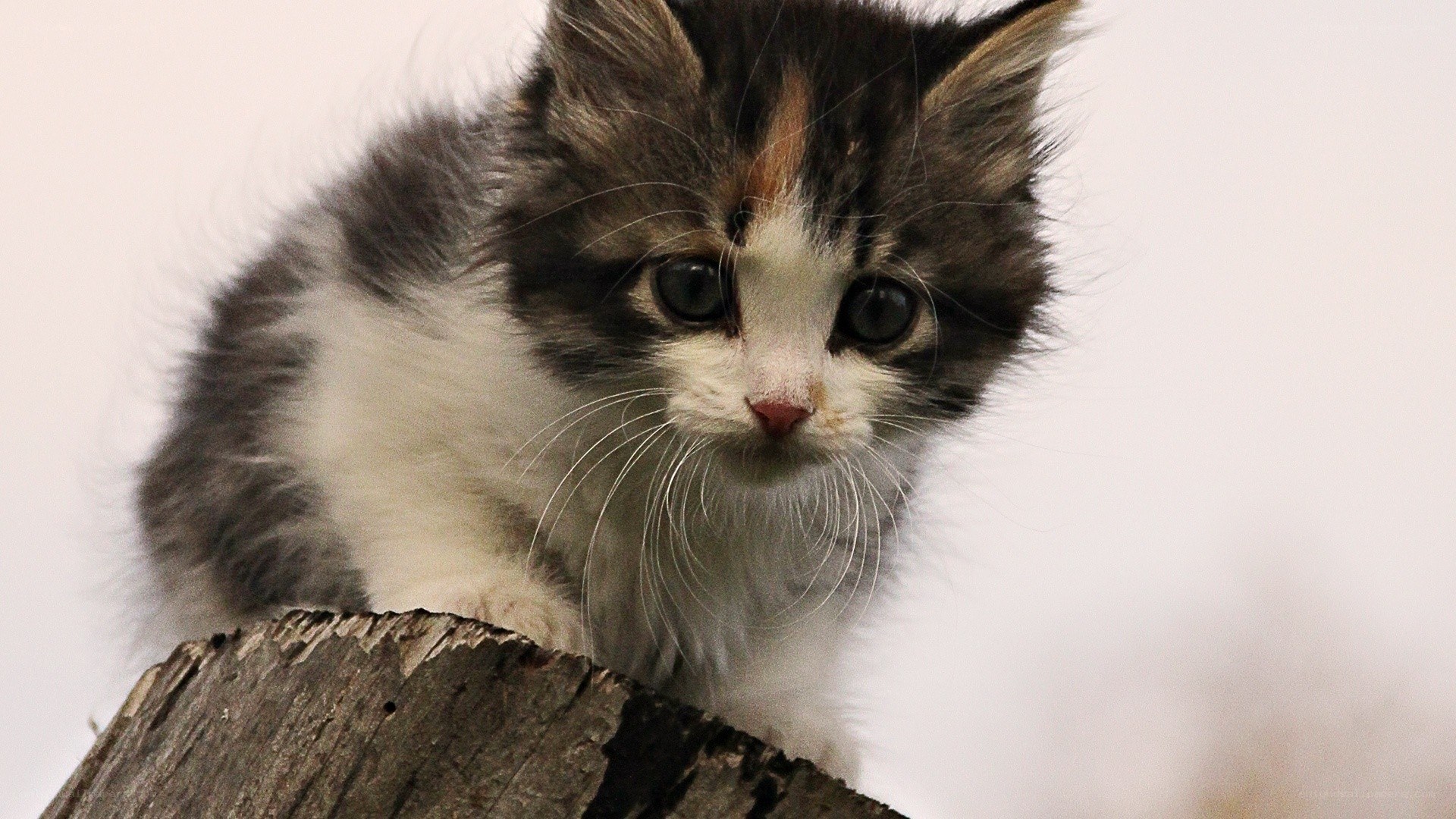 fluffy kitten on a log