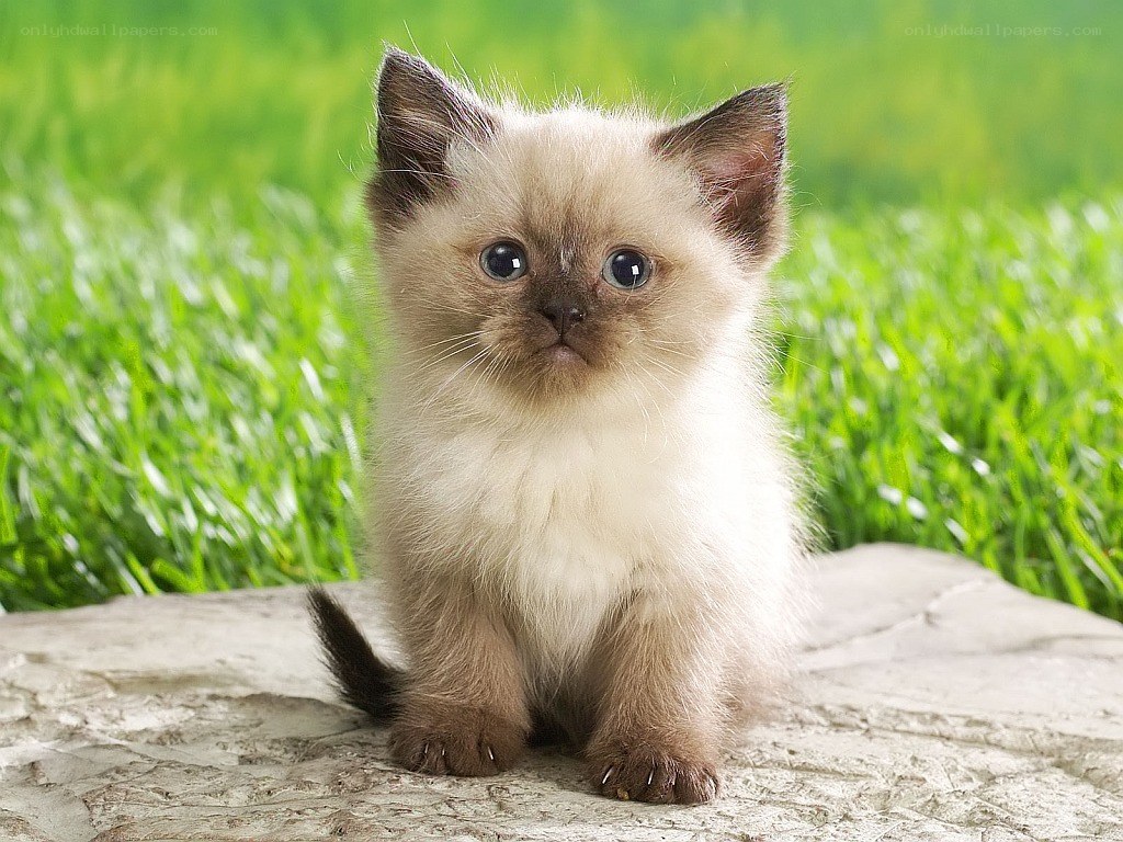 fluffy kitten on a rock