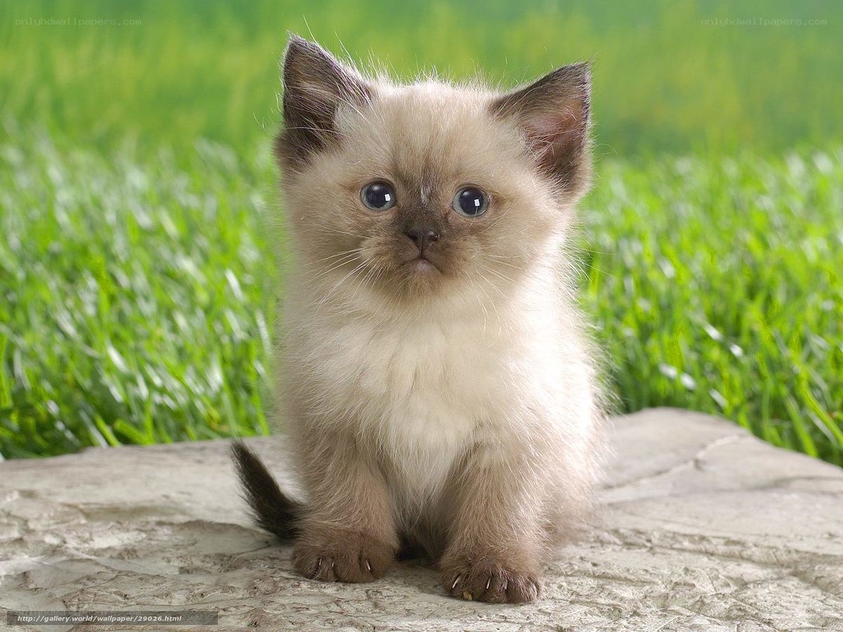 fluffy kitten on a rock