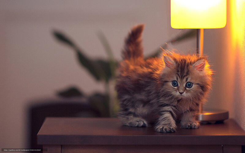 fluffy kitten on a table