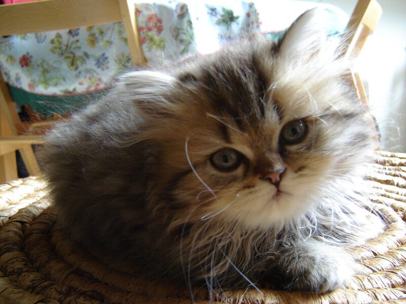 Fluffy Kitten on Basket