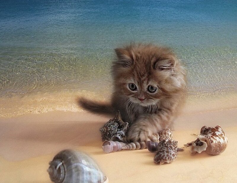 Fluffy Kitten on Beach — Brown