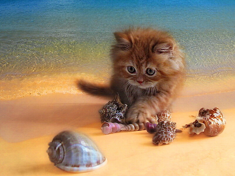 Fluffy Kitten on Beach