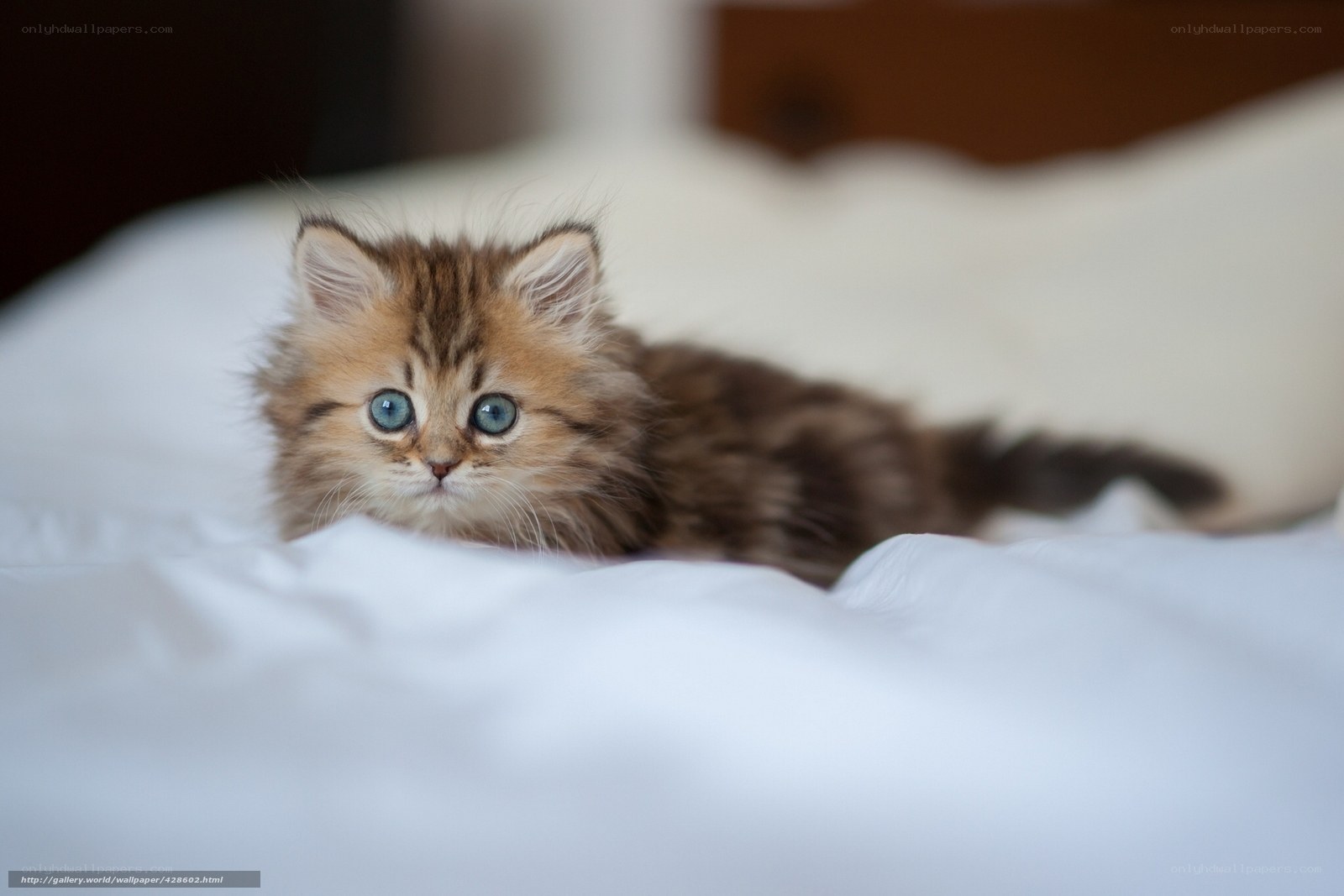 fluffy kitten on bed