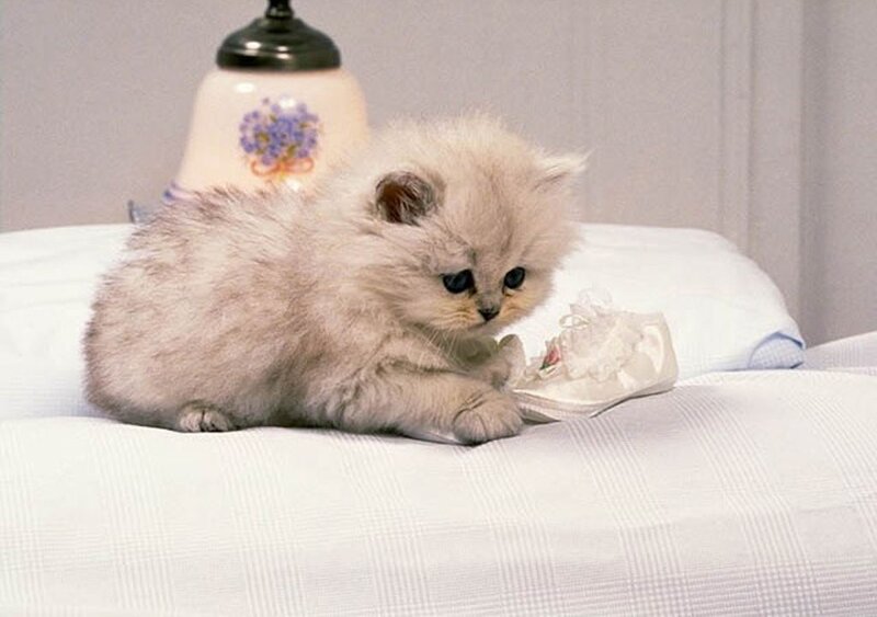 fluffy kitten on bed