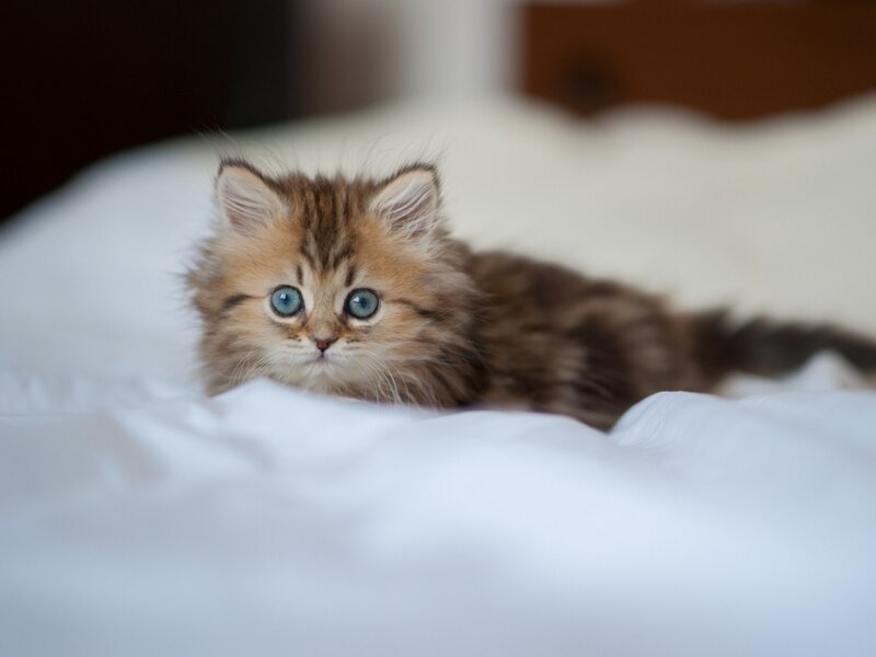 Fluffy Kitten on Bed — White, Calm, Photograph, Blanket