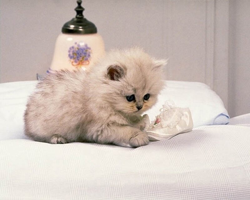 Fluffy Kitten on Bed — White, Calm, Photograph, Lamp