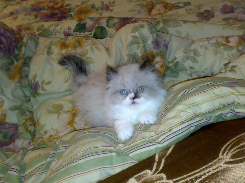 Fluffy Kitten on Bed — White, Calm, Photograph, Pillow, Quilt