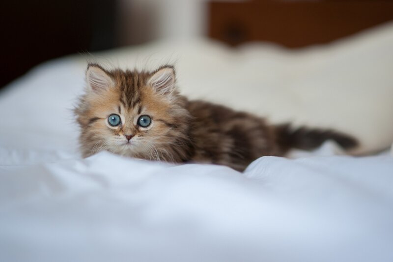 Fluffy Kitten on Bed — White, Calm, Photograph